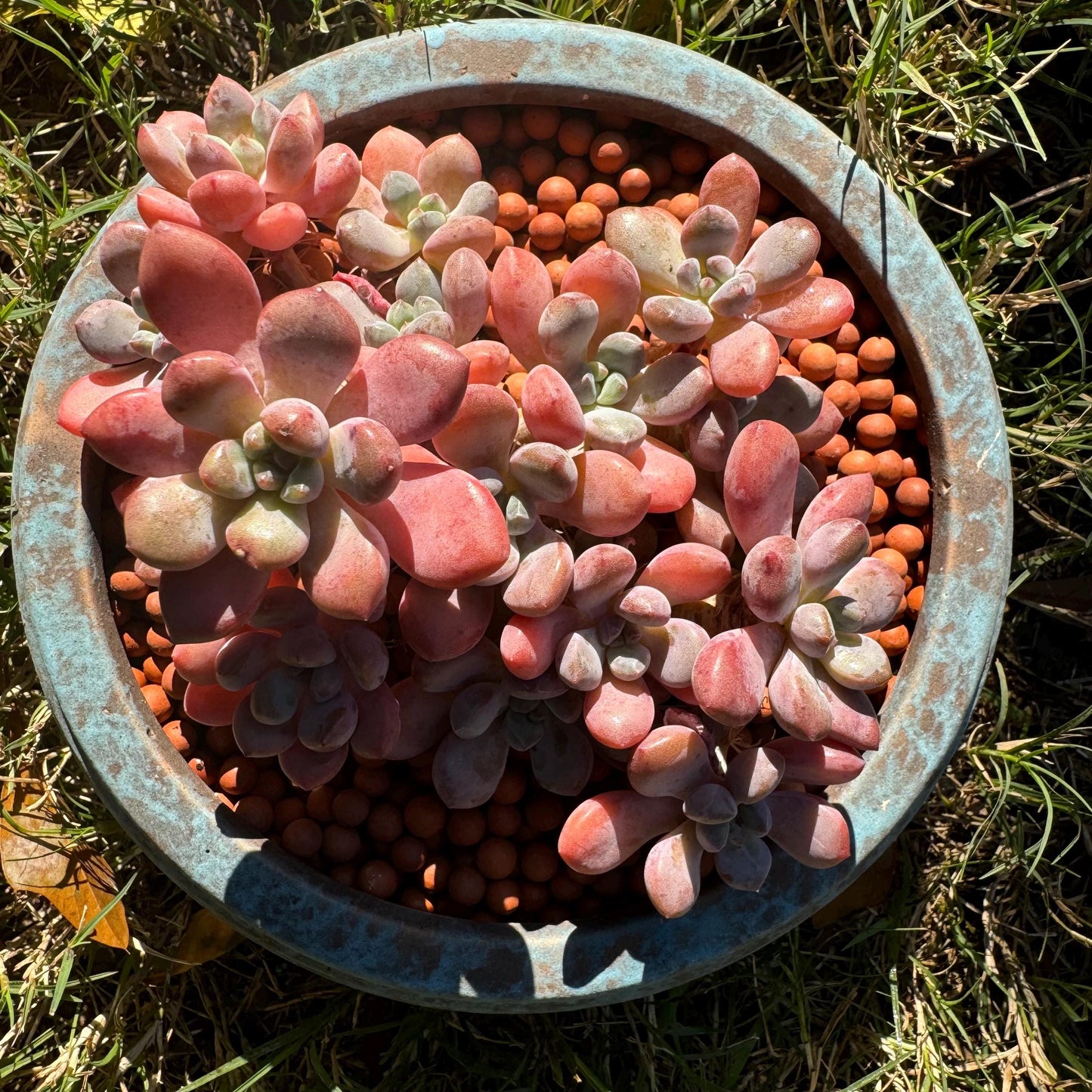 Graptosedum 'red miul ', small leaves  cluster, nice color, 4.4 inches,  bare Root, , Imported Rare Succulent