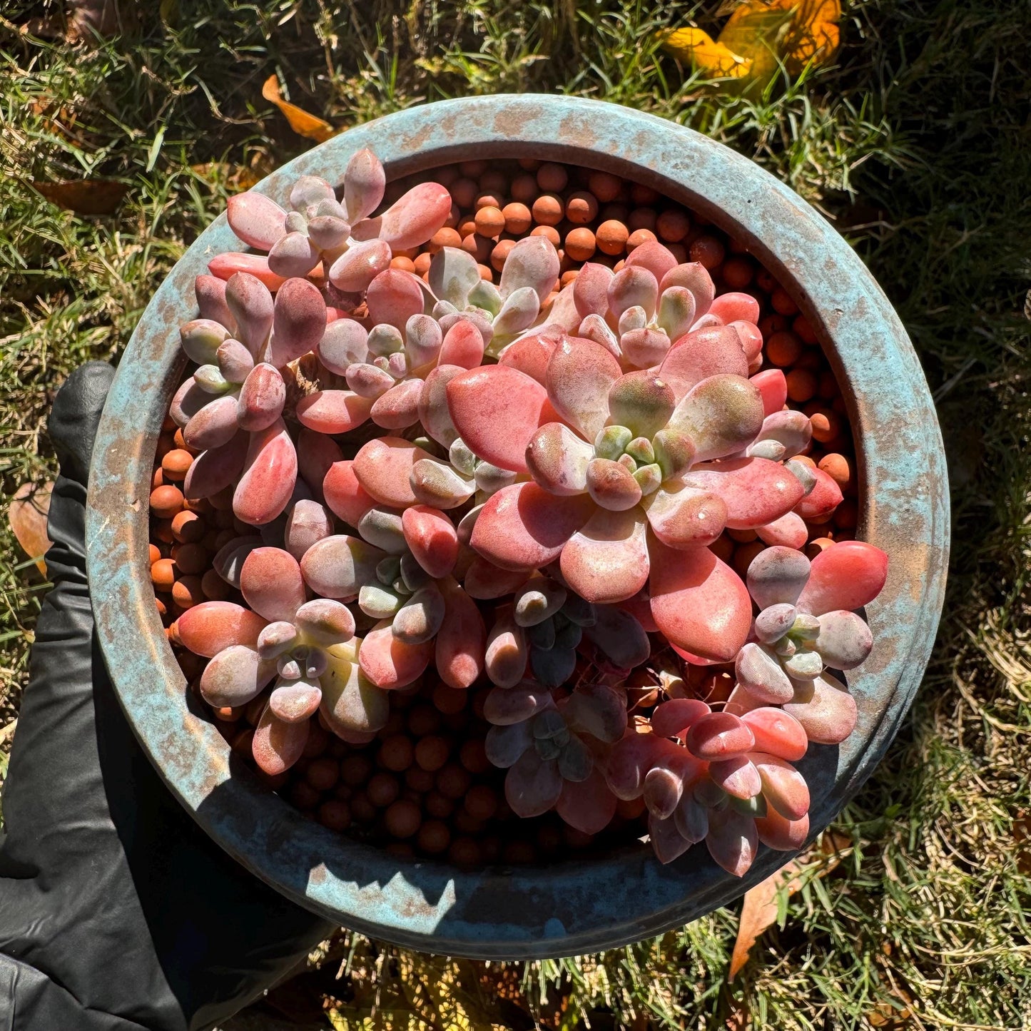 Graptosedum 'red miul ', small leaves  cluster, nice color, 4.4 inches,  bare Root, , Imported Rare Succulent