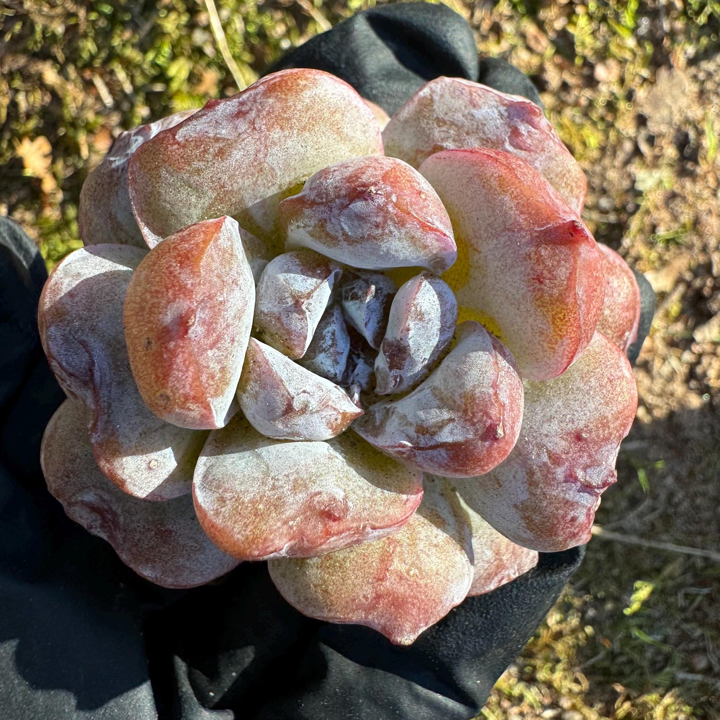 New! Echeveria  'fairyland',  tiny  single head,  nice color, 2inches,   great quality,  Bare Root, Imported Rare Succulent, gift