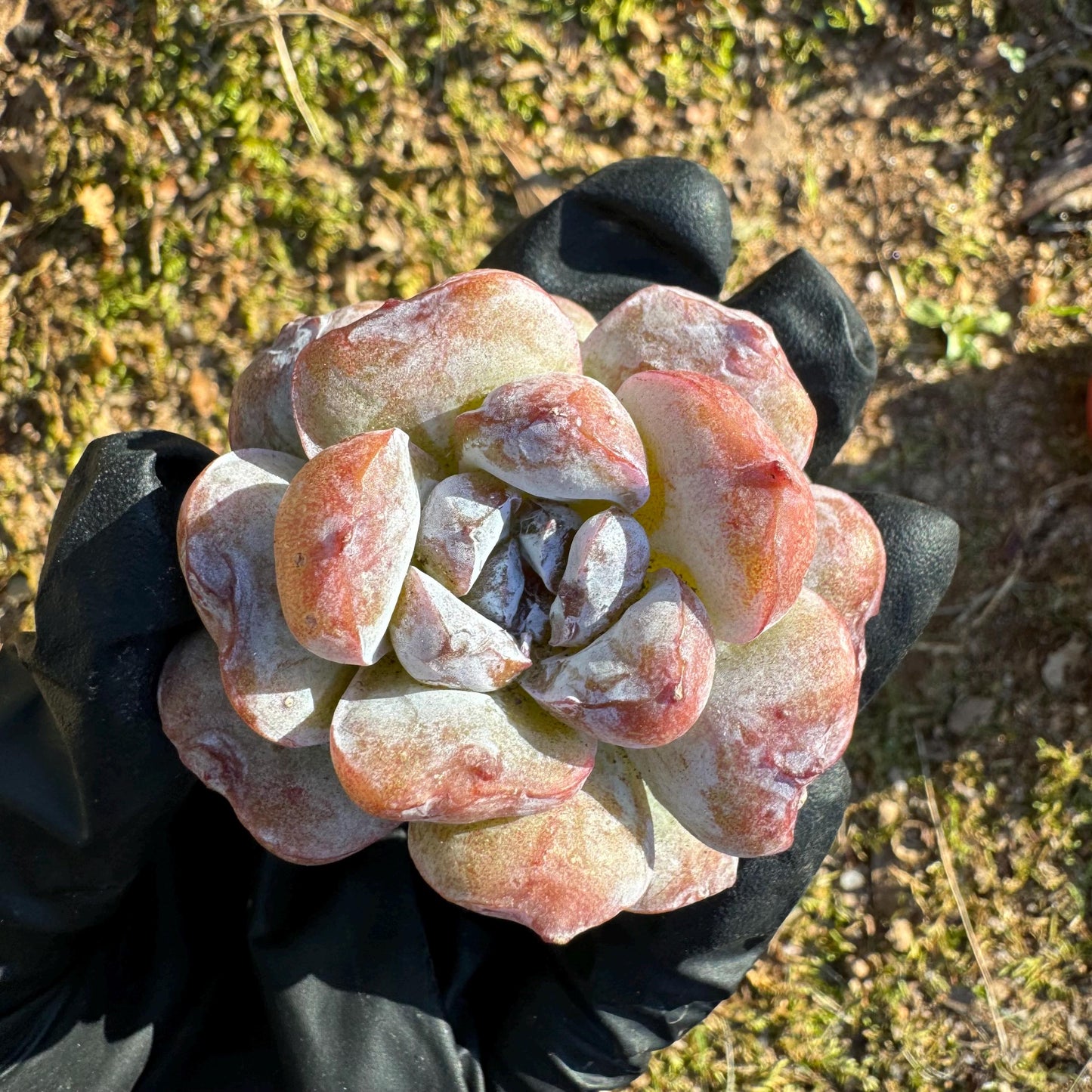 New! Echeveria  'fairyland',  tiny  single head,  nice color, 2inches,   great quality,  Bare Root, Imported Rare Succulent, gift