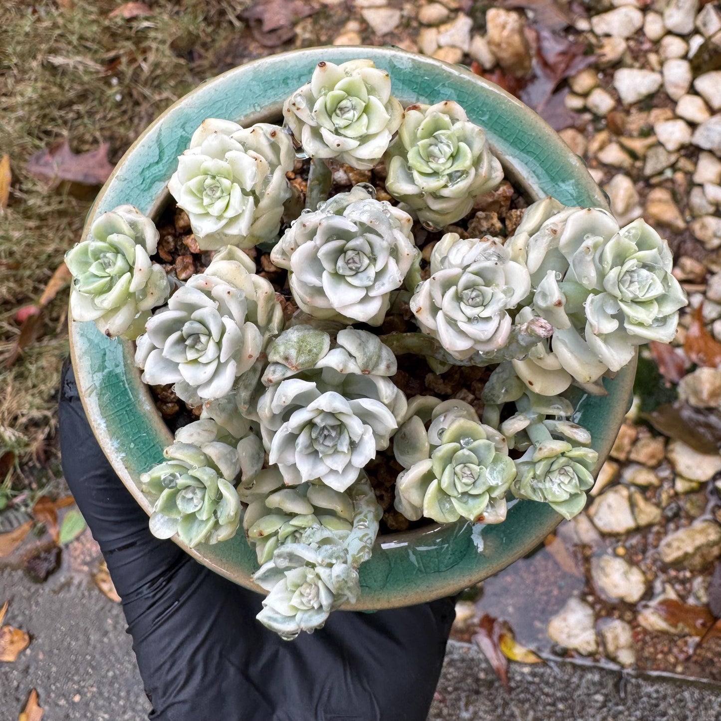 echeveria' tinkerball variegated' small cluster,  3.2inches, bare Root, Imported Rare Succulent, live plant