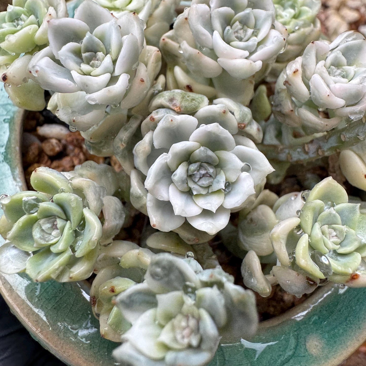 echeveria' tinkerball variegated' small cluster,  3.2inches, bare Root, Imported Rare Succulent, live plant