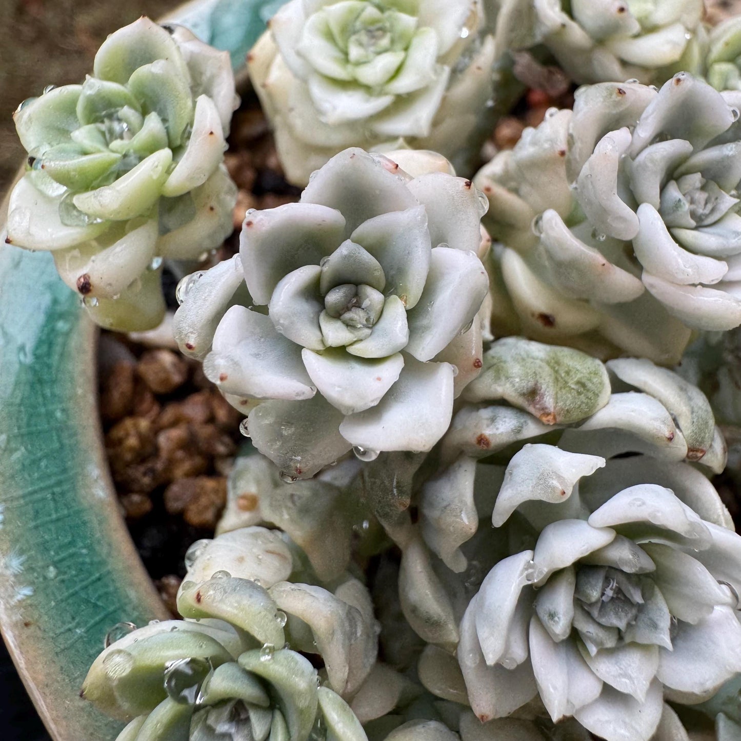 echeveria' tinkerball variegated' small cluster,  3.2inches, bare Root, Imported Rare Succulent, live plant