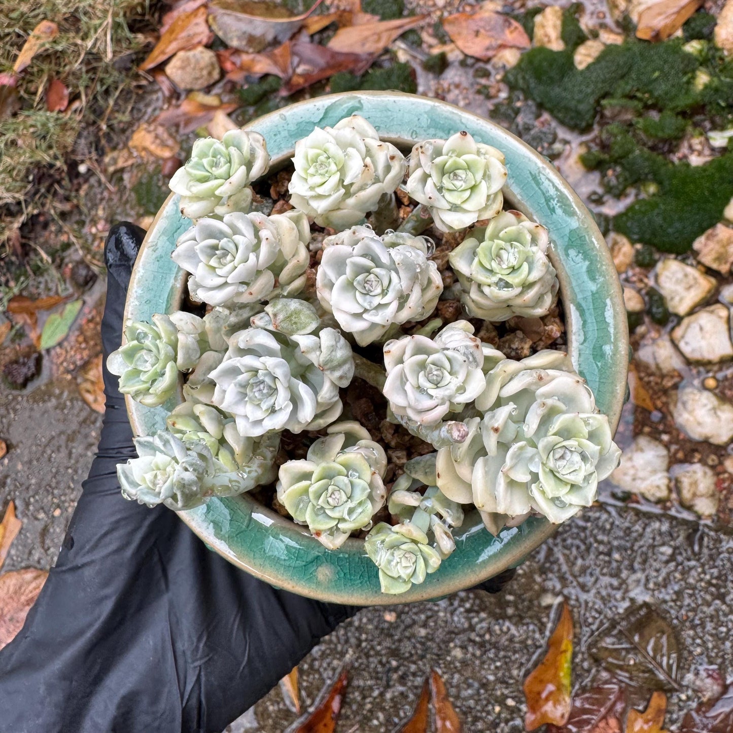 echeveria' tinkerball variegated' small cluster,  3.2inches, bare Root, Imported Rare Succulent, live plant