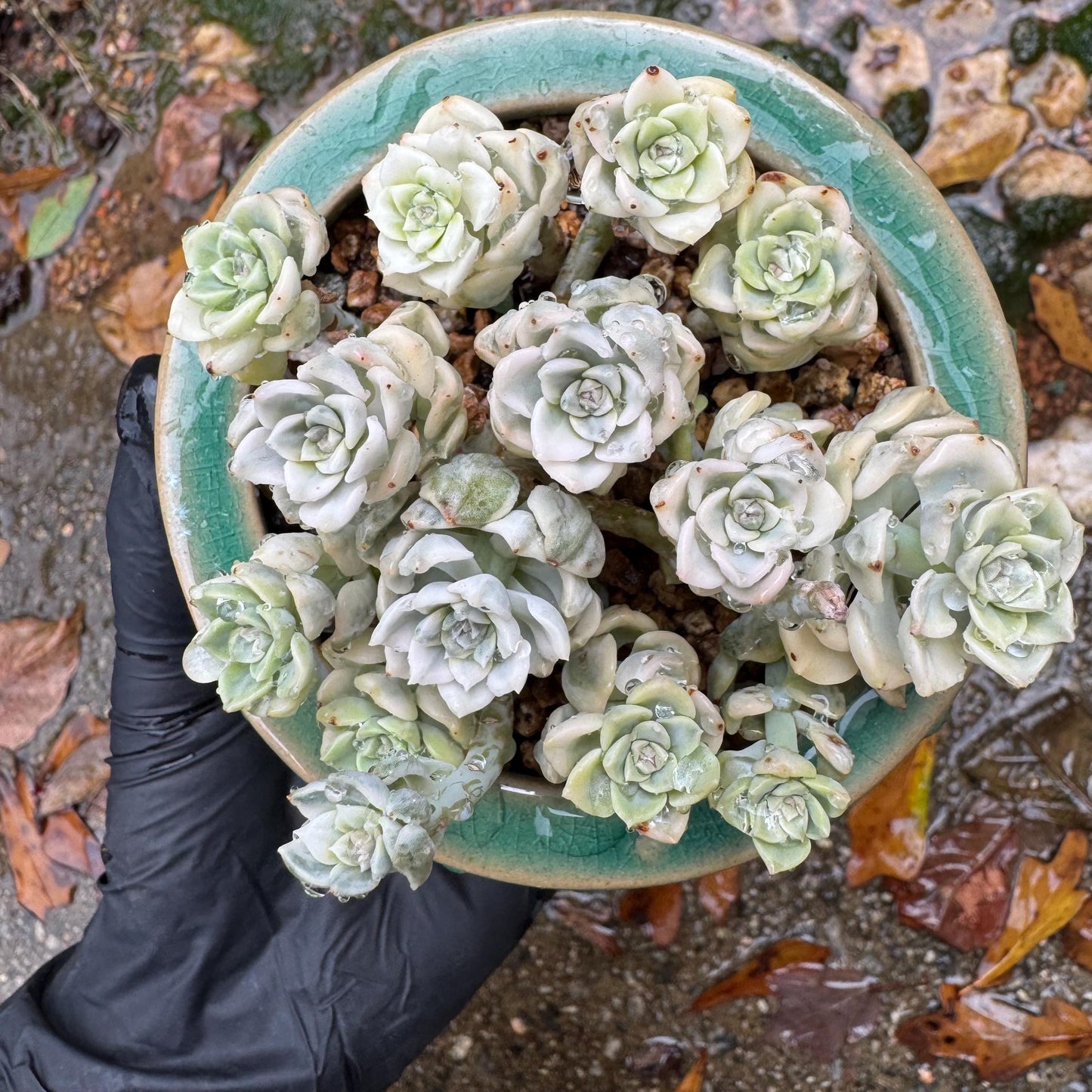 echeveria' tinkerball variegated' small cluster,  3.2inches, bare Root, Imported Rare Succulent, live plant