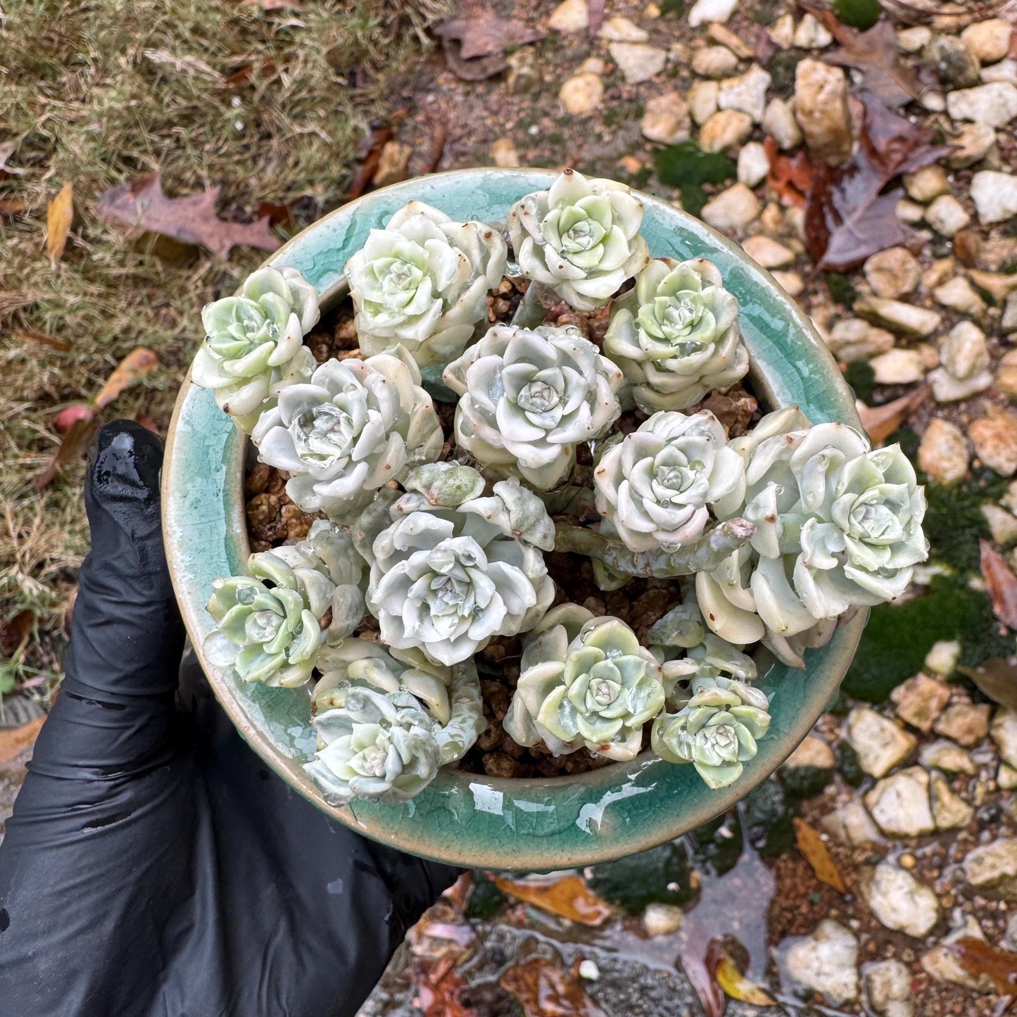 echeveria' tinkerball variegated' small cluster,  3.2inches, bare Root, Imported Rare Succulent, live plant