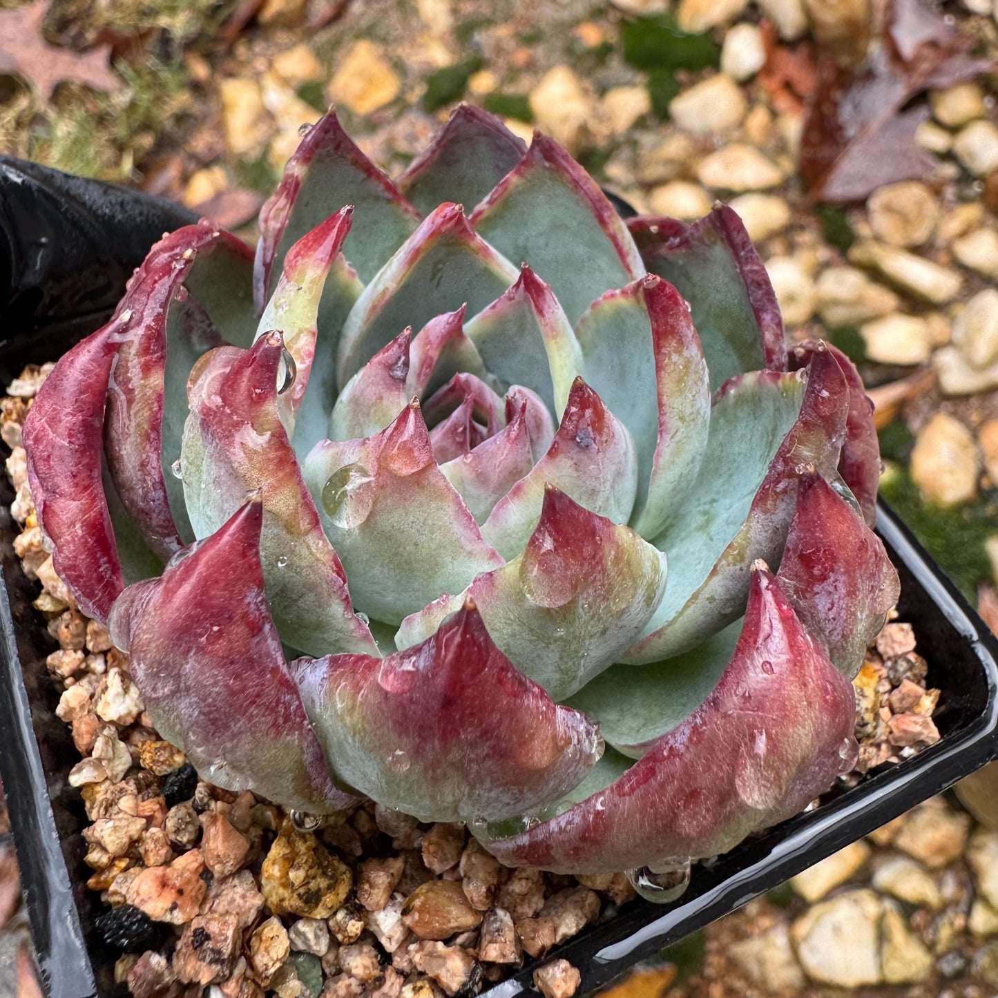 Echeveria Agavoides'Casio', nice color, 2.4inches, Imported Rare Succulent, Bare Root, live plant, gift