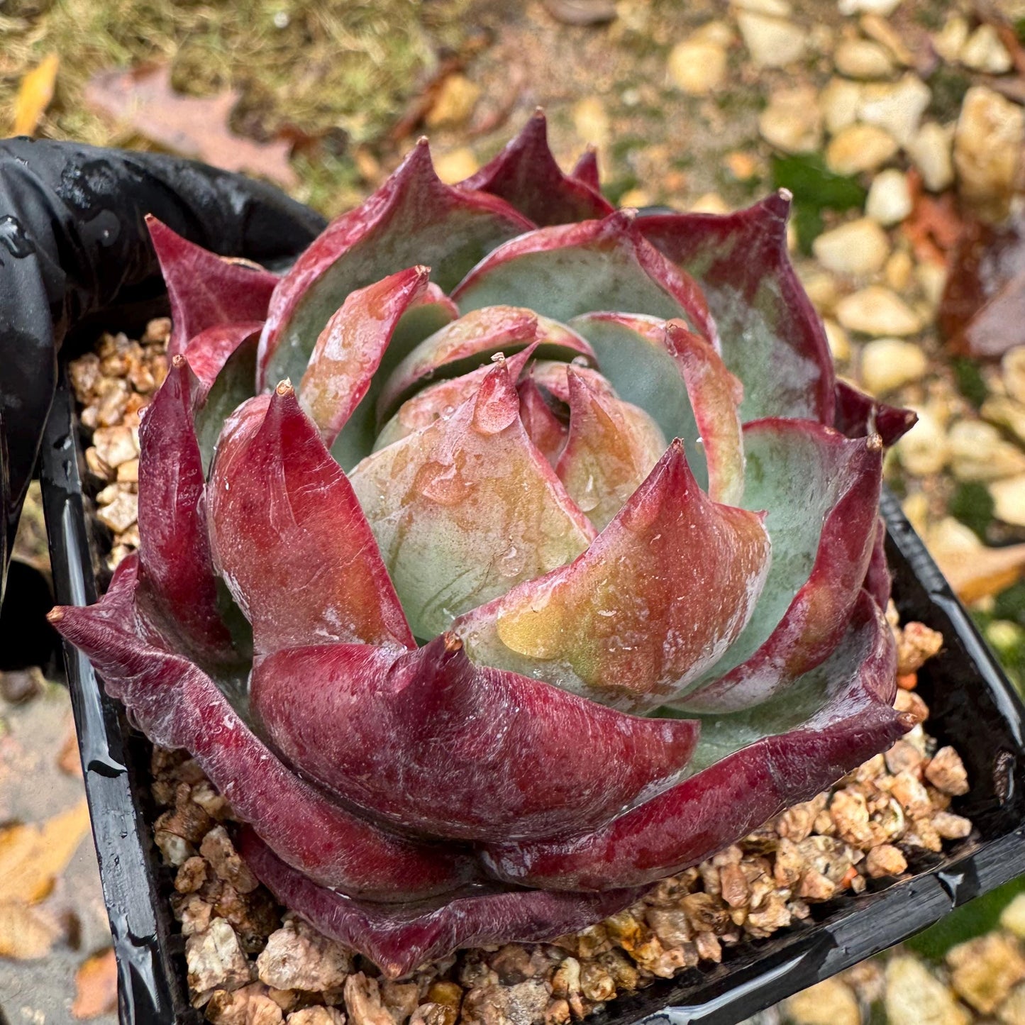 Echeveria Agavoides'Casio', nice color, 2.4inches, Imported Rare Succulent, Bare Root, live plant, gift