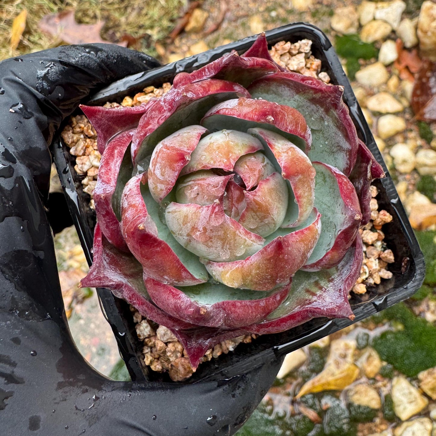 Echeveria Agavoides'Casio', nice color, 2.4inches, Imported Rare Succulent, Bare Root, live plant, gift