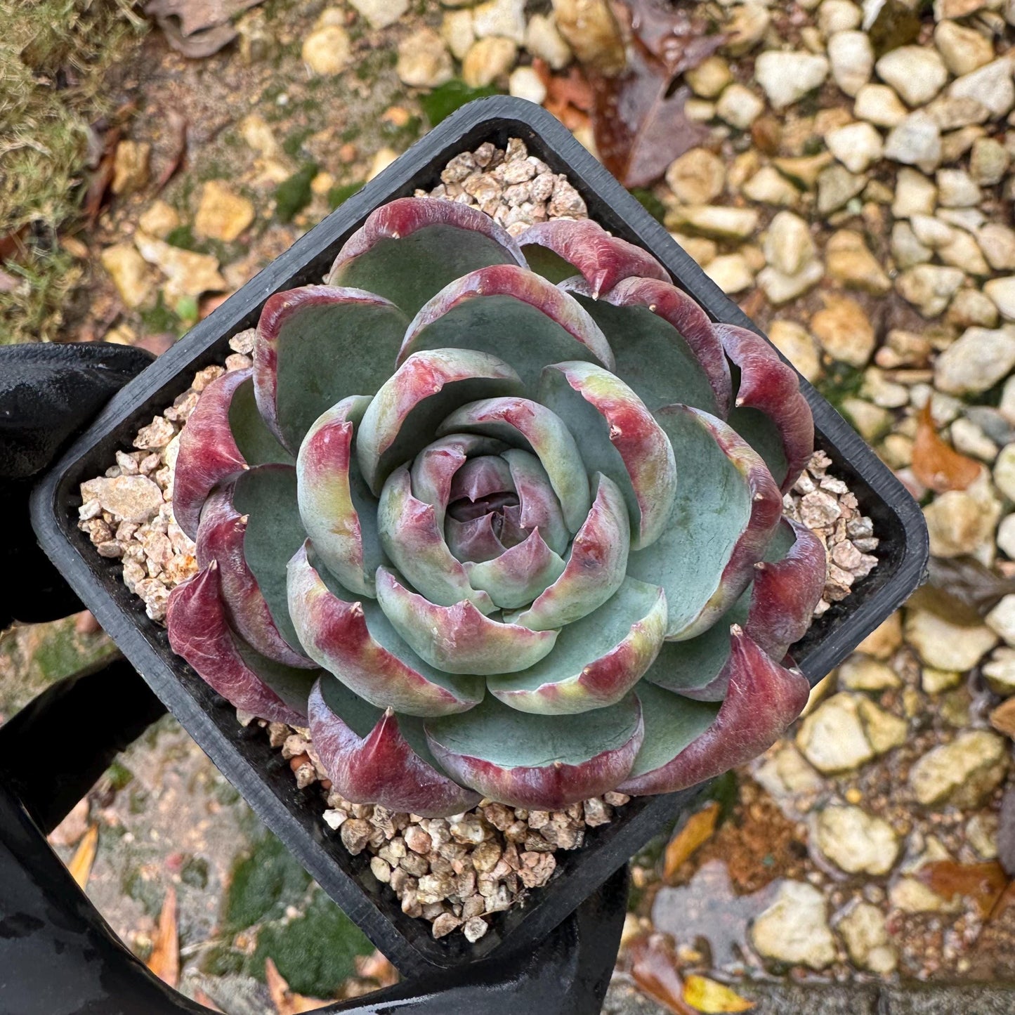 Echeveria Agavoides'Casio', nice color, 2.4inches, Imported Rare Succulent, Bare Root, live plant, gift