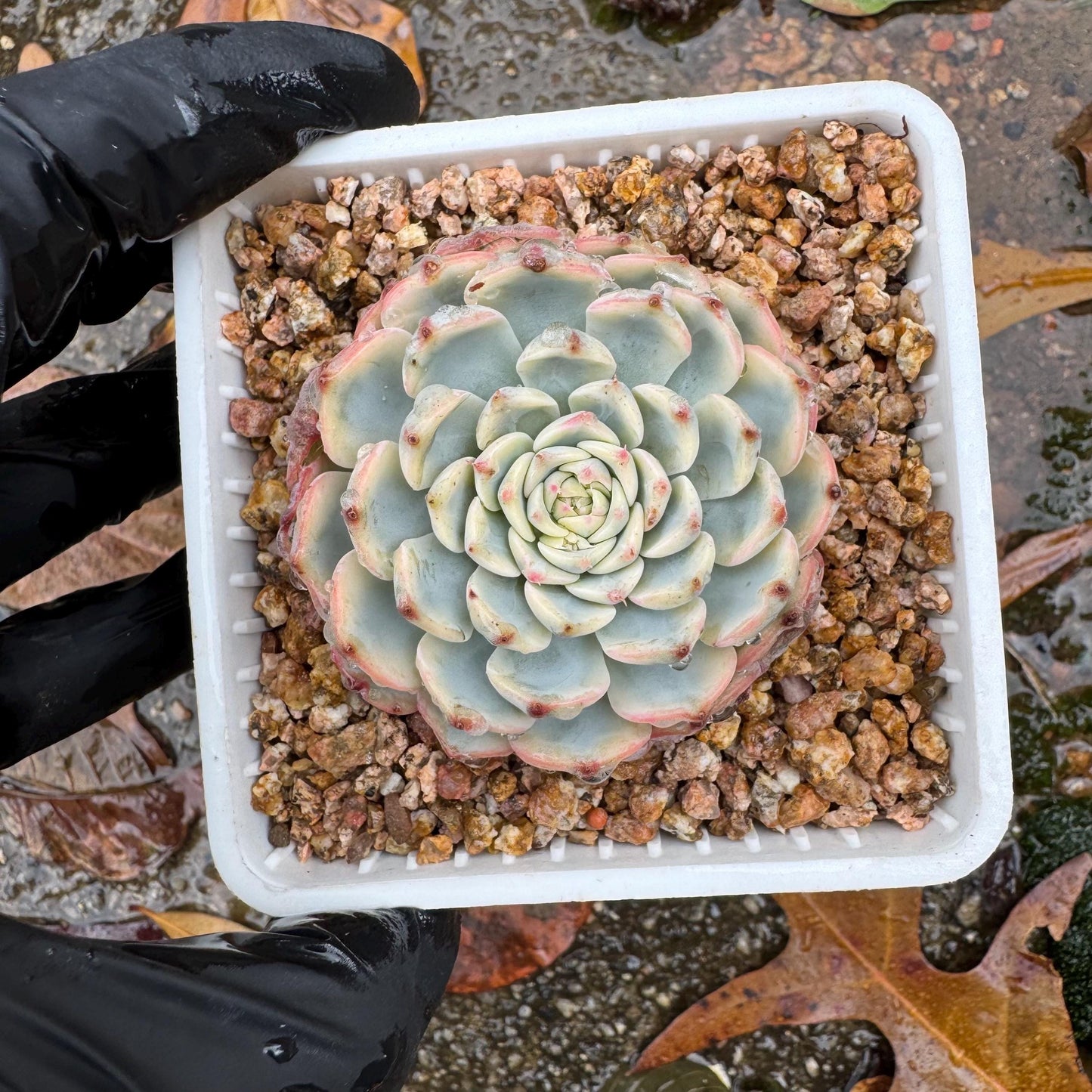 Echeveria 'Minima variegated' , small single head,  nice color, 2inches, Bare Root, Imported Rare Succulent, live plant, gift