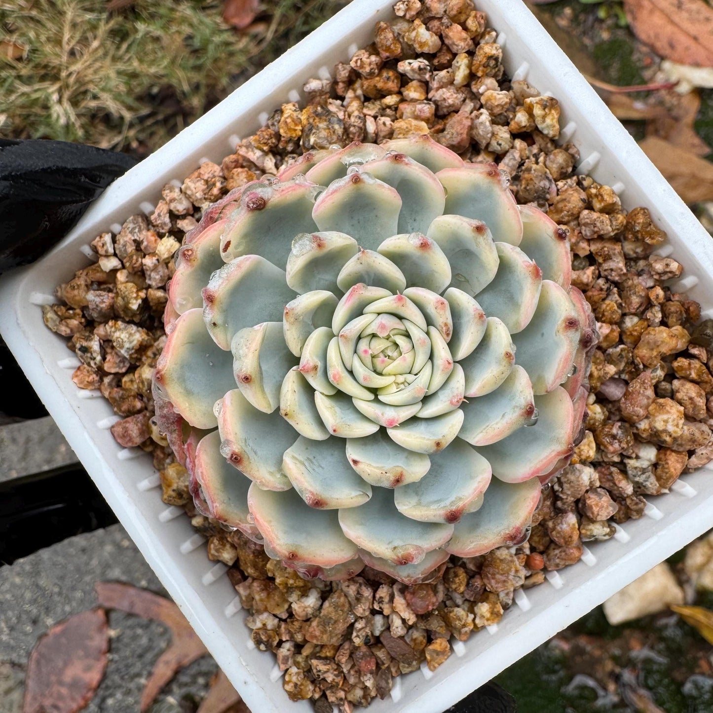 Echeveria 'Minima variegated' , small single head,  nice color, 2inches, Bare Root, Imported Rare Succulent, live plant, gift