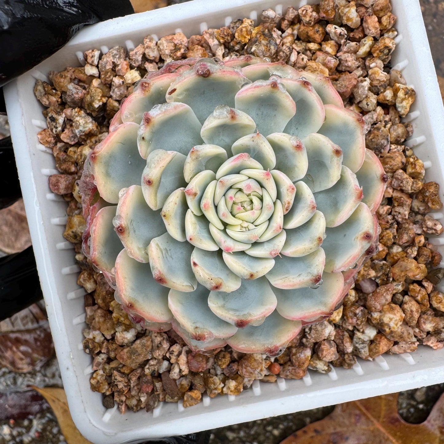 Echeveria 'Minima variegated' , small single head,  nice color, 2inches, Bare Root, Imported Rare Succulent, live plant, gift