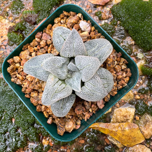 Haworthia 'pygmaea var. pygmaea', 1.9inches, small single head,  Rare Succulent, Bare root.