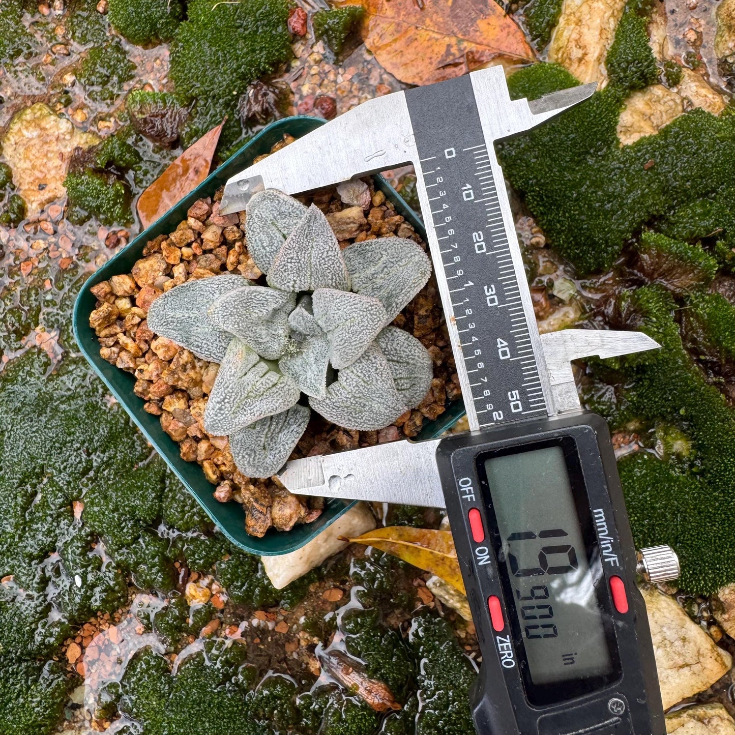 Haworthia 'pygmaea var. pygmaea', 1.9inches, small single head,  Rare Succulent, Bare root.