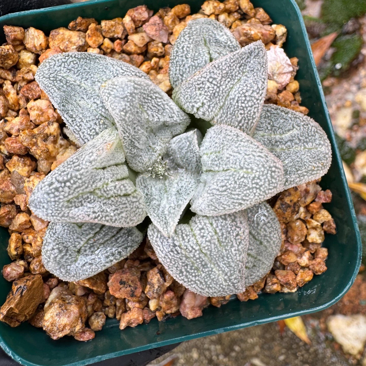 Haworthia 'pygmaea var. pygmaea', 1.9inches, small single head,  Rare Succulent, Bare root.