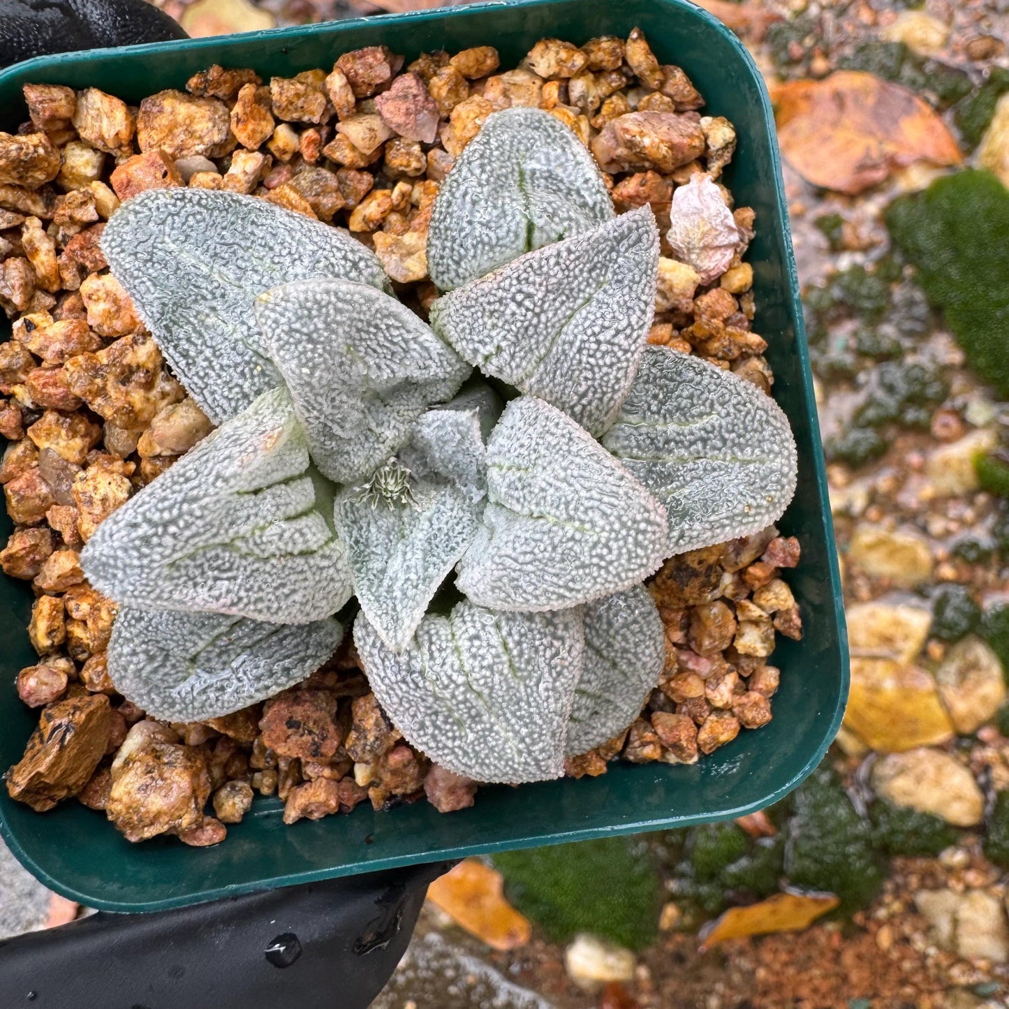 Haworthia 'pygmaea var. pygmaea', 1.9inches, small single head,  Rare Succulent, Bare root.