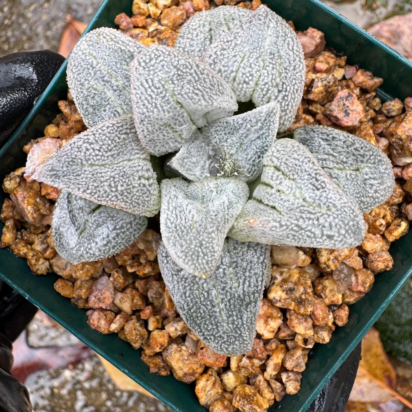 Haworthia 'pygmaea var. pygmaea', 1.9inches, small single head,  Rare Succulent, Bare root.