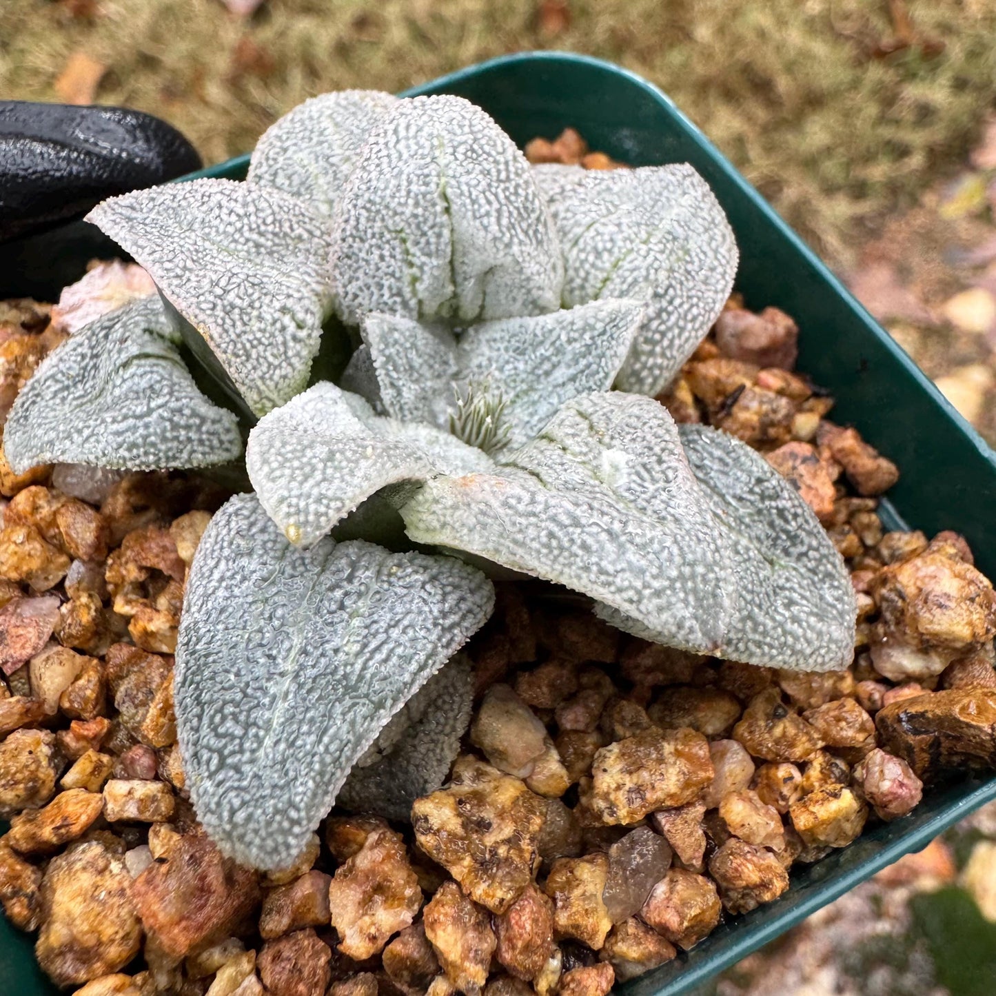 Haworthia 'pygmaea var. pygmaea', 1.9inches, small single head,  Rare Succulent, Bare root.