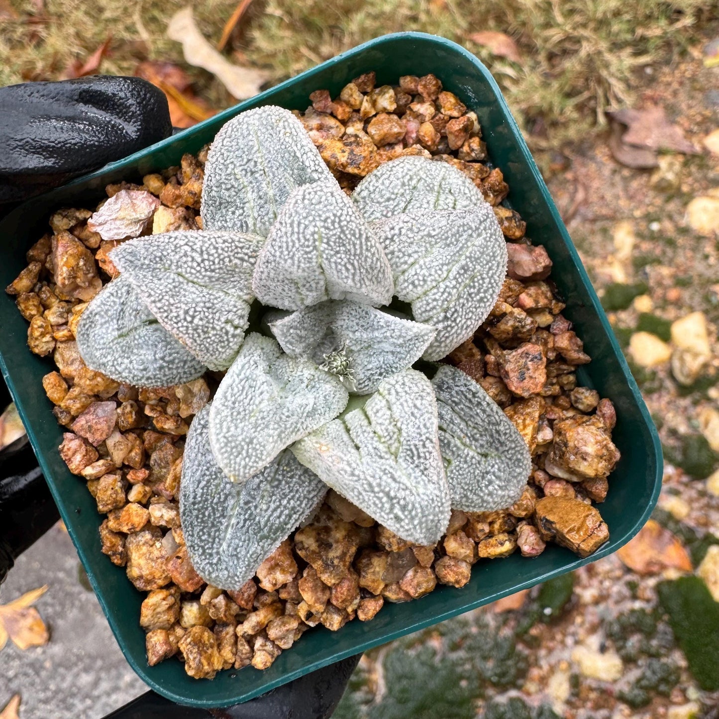 Haworthia 'pygmaea var. pygmaea', 1.9inches, small single head,  Rare Succulent, Bare root.