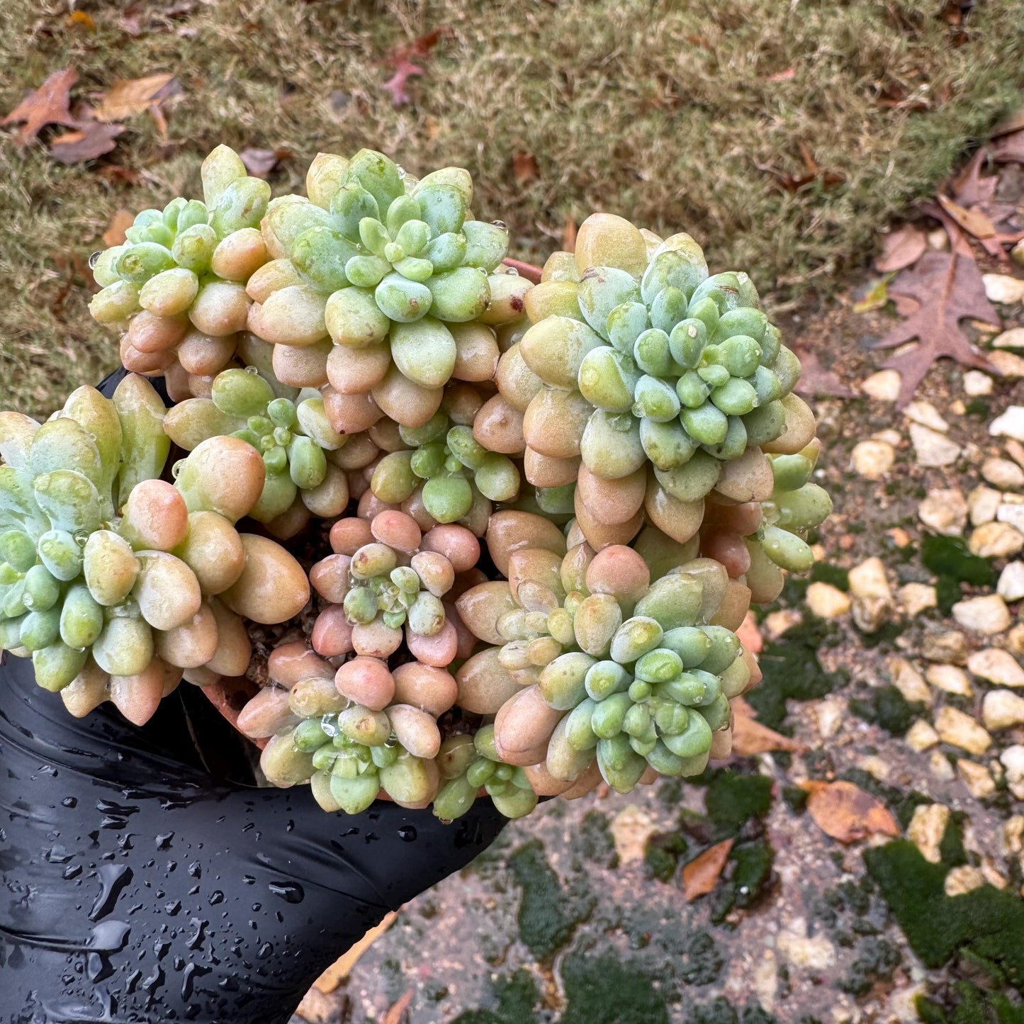 Echeveria 'cheese cake' cluster, succulent plant, Bare Root, Imported Rare Succulent, live plant