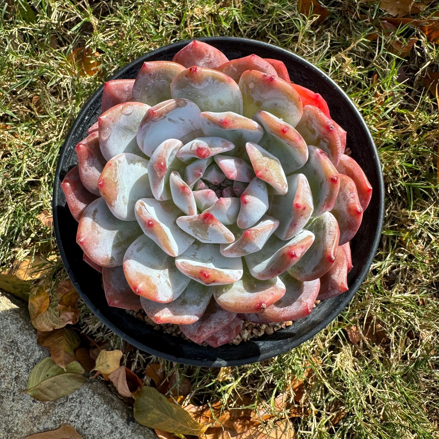 Echeveria Korean ‘ Orange Monroe’, big single head, high quality, 4.2inches, Bare Root, Imported Rare Succulent, live plant, gift