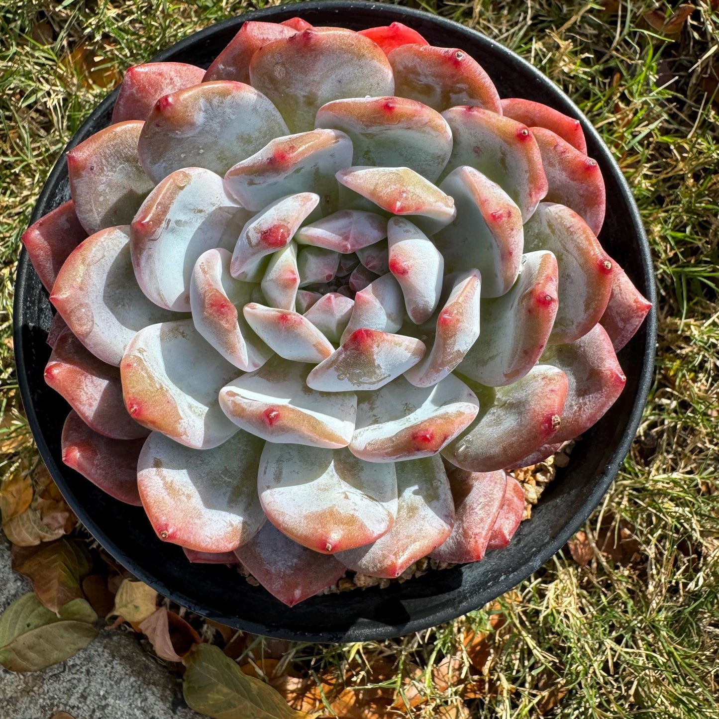 Echeveria Korean ‘ Orange Monroe’, big single head, high quality, 4.2inches, Bare Root, Imported Rare Succulent, live plant, gift