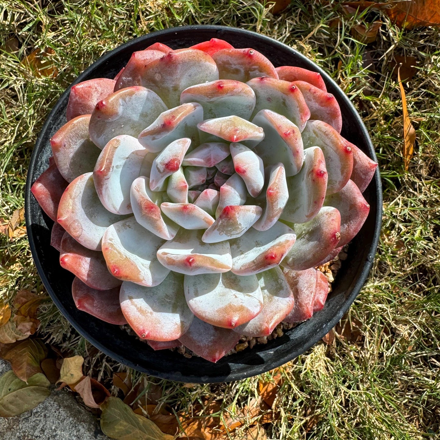 Echeveria Korean ‘ Orange Monroe’, big single head, high quality, 4.2inches, Bare Root, Imported Rare Succulent, live plant, gift