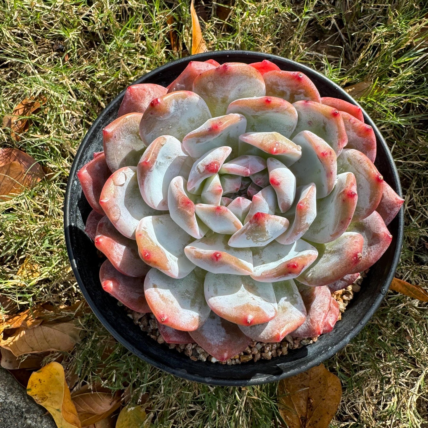 Echeveria Korean ‘ Orange Monroe’, big single head, high quality, 4.2inches, Bare Root, Imported Rare Succulent, live plant, gift