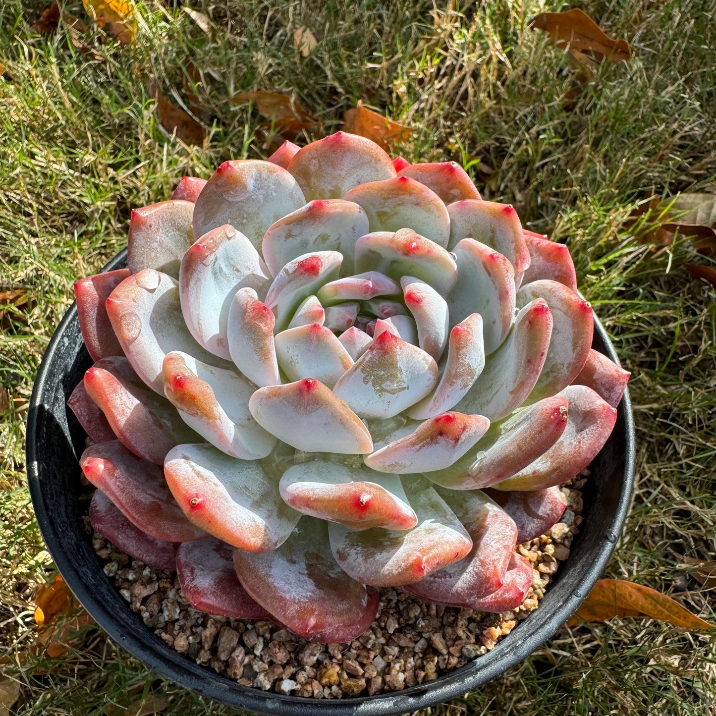 Echeveria Korean ‘ Orange Monroe’, big single head, high quality, 4.2inches, Bare Root, Imported Rare Succulent, live plant, gift