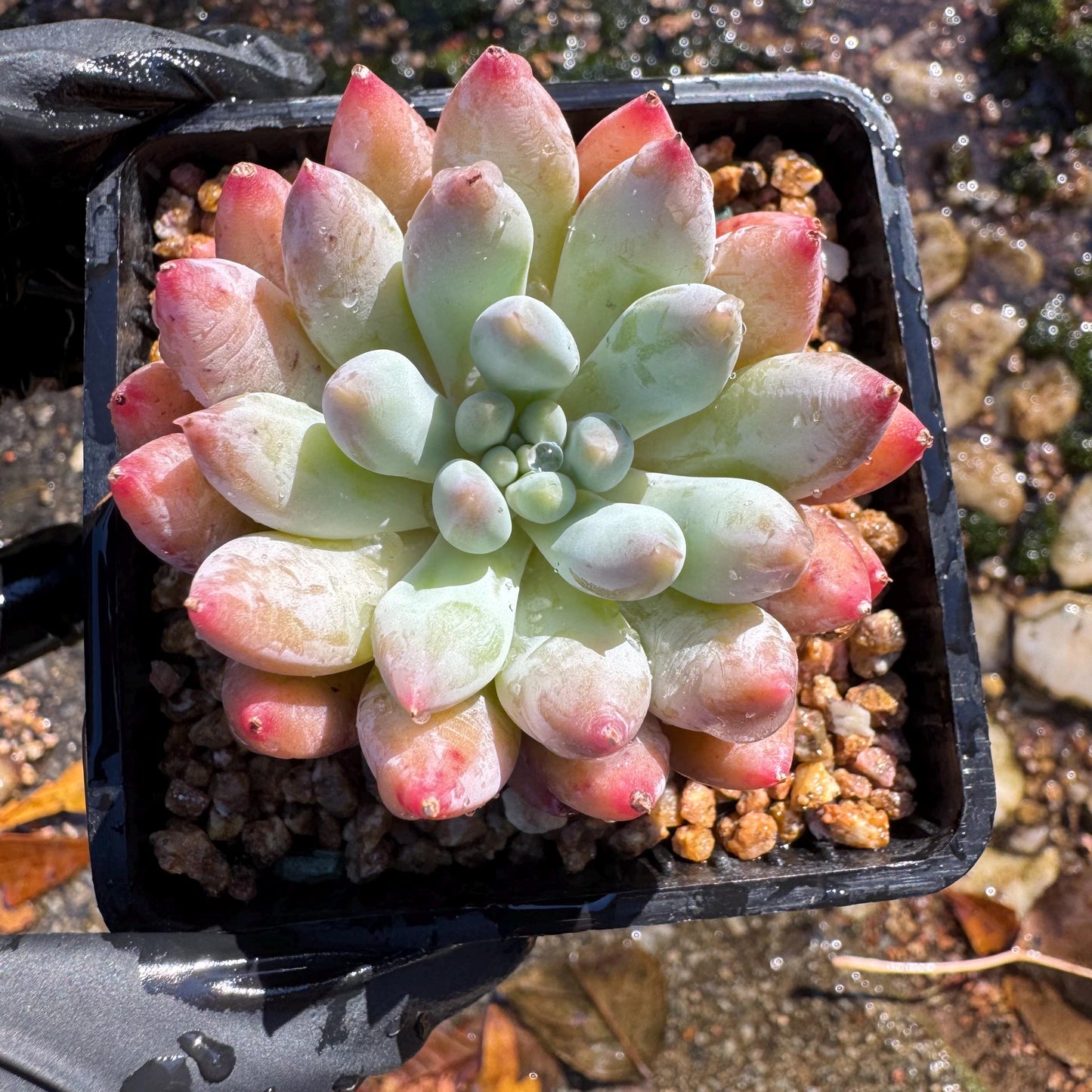 Pachyveria' Angel's Finger', 2inches, nice color,  Imported Rare Succulent, Bare Root, live plant