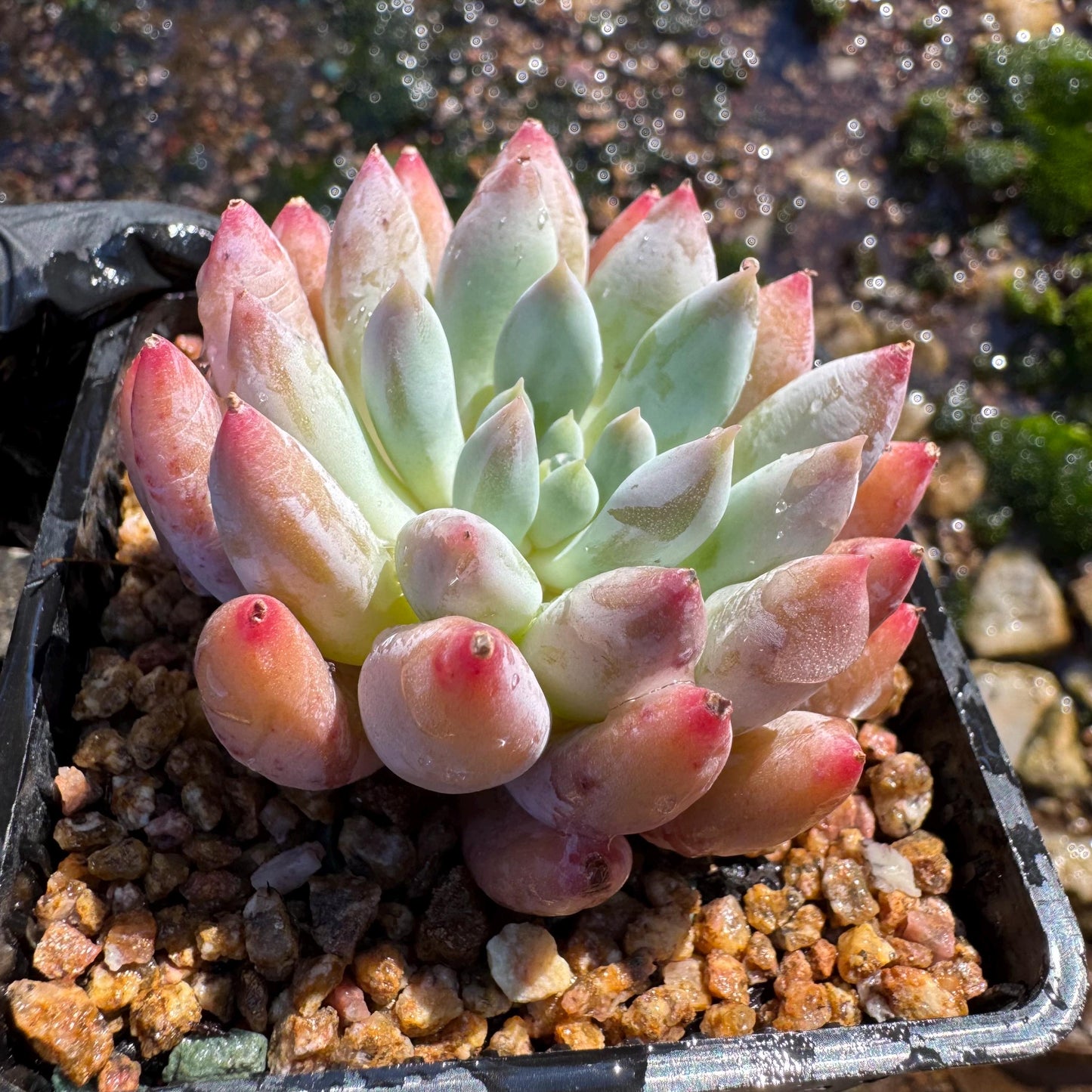 Pachyveria' Angel's Finger', 2inches, nice color,  Imported Rare Succulent, Bare Root, live plant