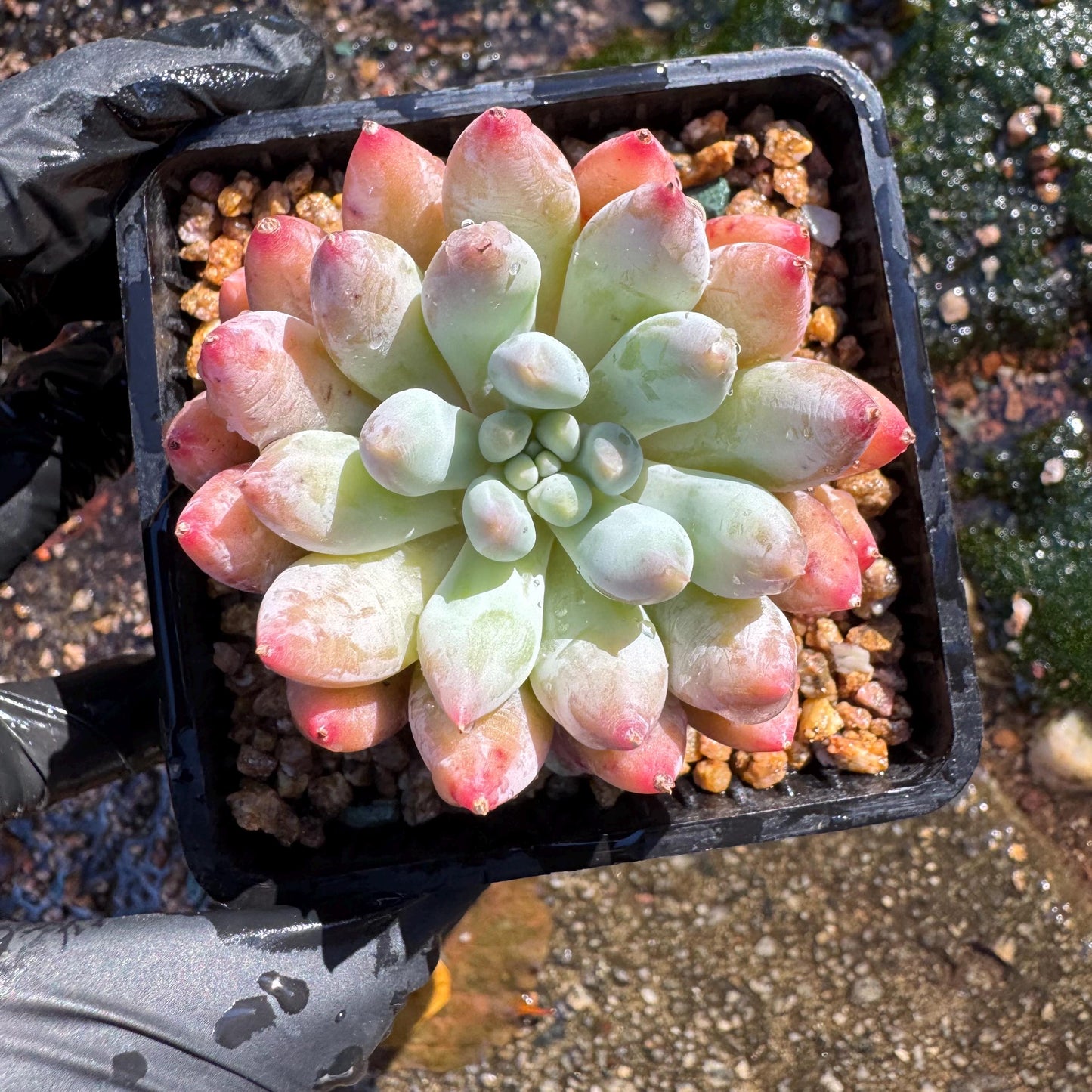 Pachyveria' Angel's Finger', 2inches, nice color,  Imported Rare Succulent, Bare Root, live plant