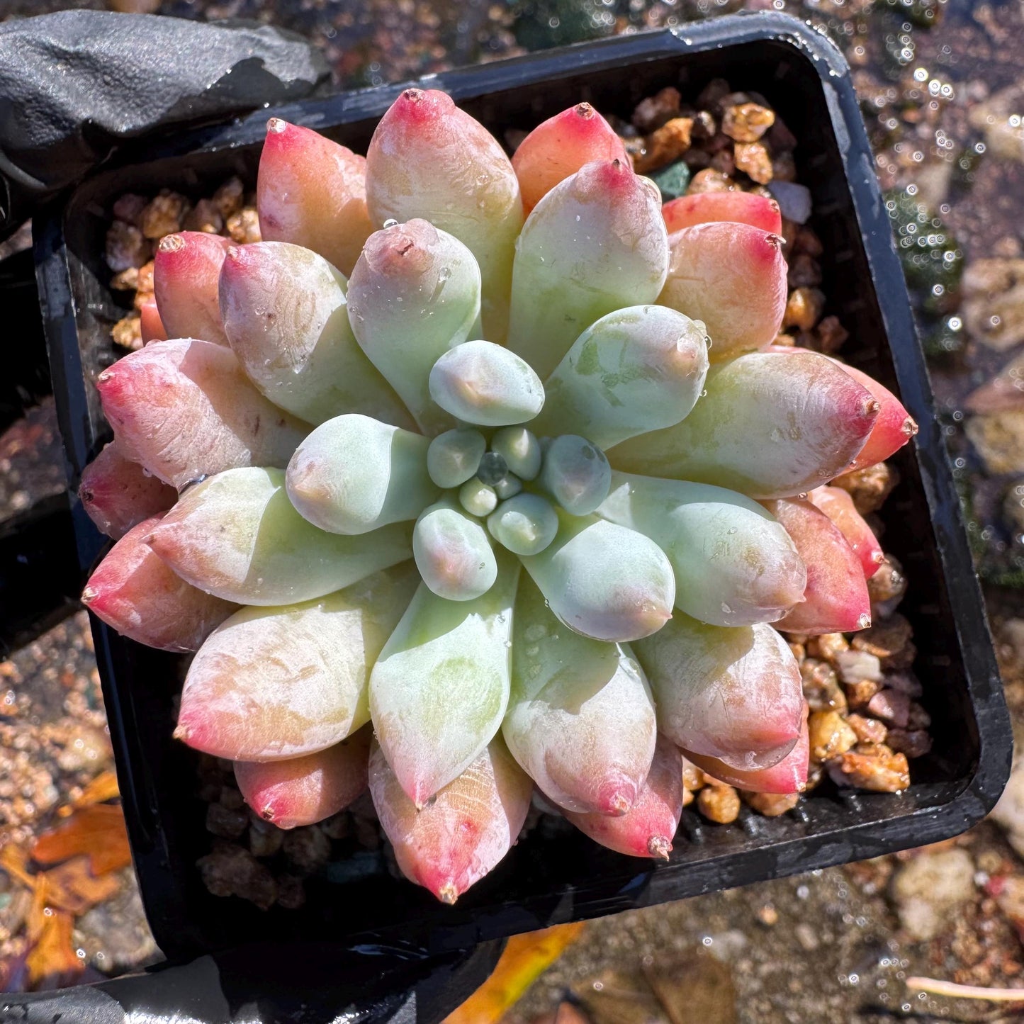 Pachyveria' Angel's Finger', 2inches, nice color,  Imported Rare Succulent, Bare Root, live plant