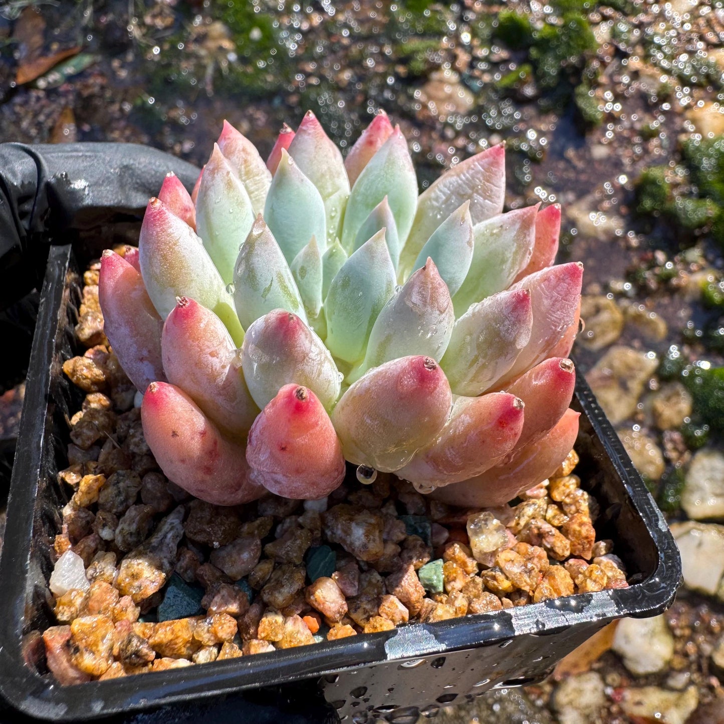 Pachyveria' Angel's Finger', 2inches, nice color,  Imported Rare Succulent, Bare Root, live plant