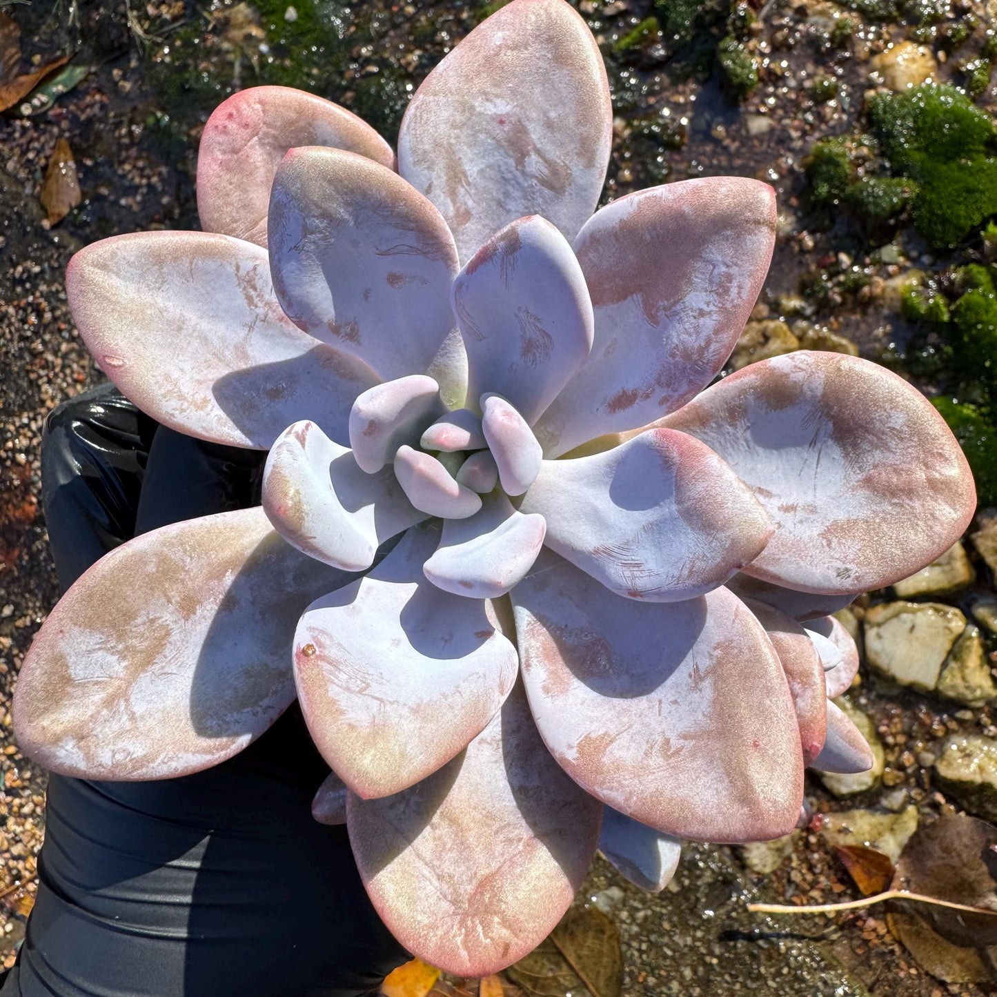 Graptoveria 'pink bunny' cluster , 3heads ,  nice color,  Bare Root, Imported Rare Succulent