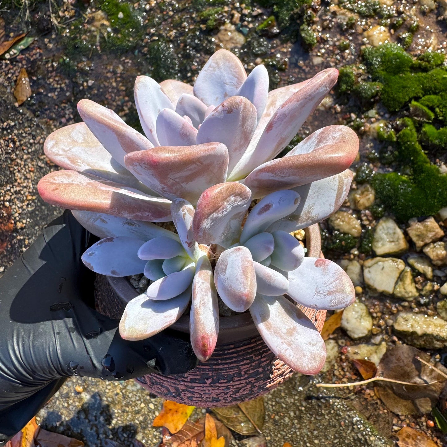 Graptoveria 'pink bunny' cluster , 3heads ,  nice color,  Bare Root, Imported Rare Succulent