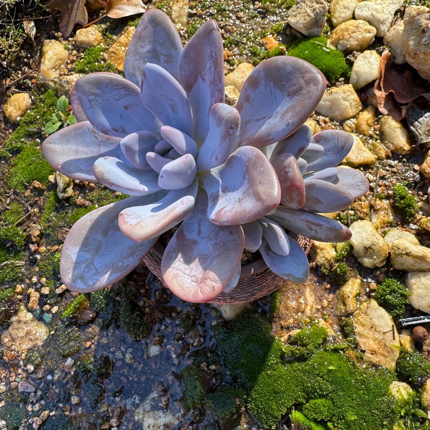 Graptoveria 'pink bunny' cluster , 3heads ,  nice color,  Bare Root, Imported Rare Succulent