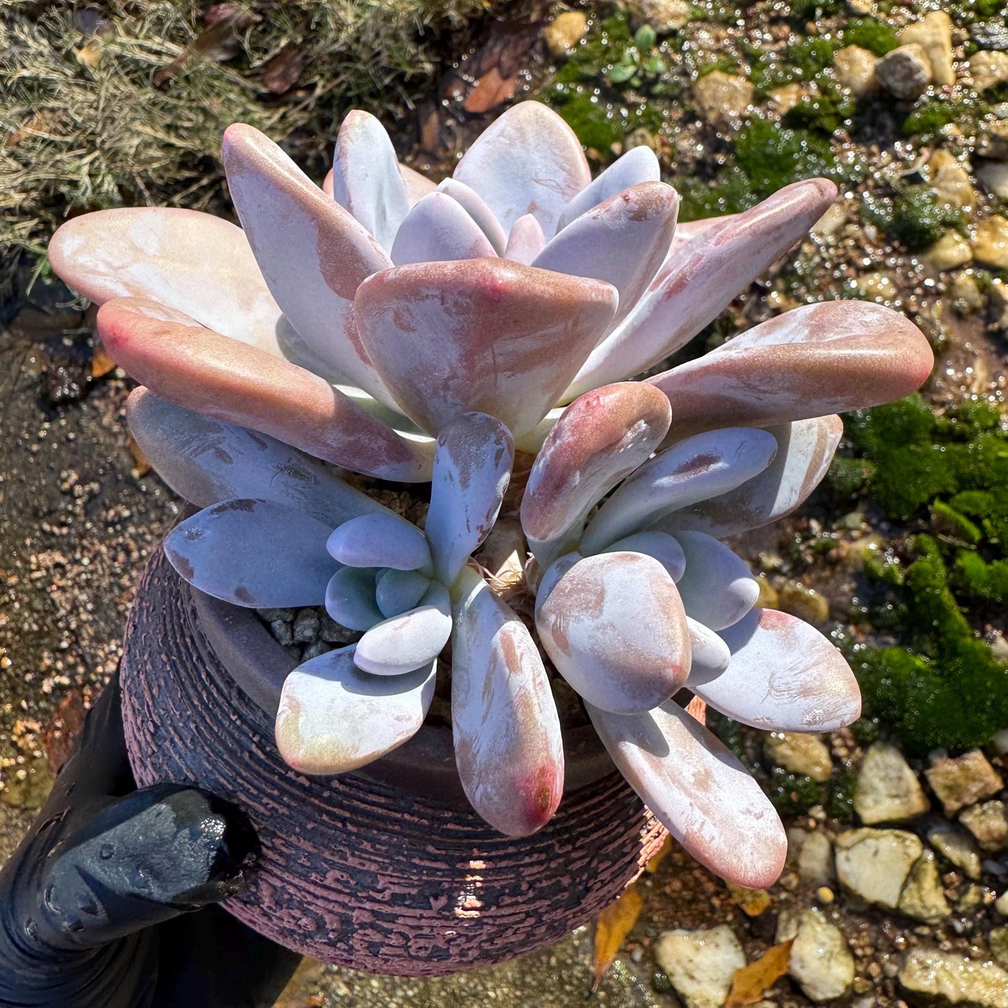 Graptoveria 'pink bunny' cluster , 3heads ,  nice color,  Bare Root, Imported Rare Succulent