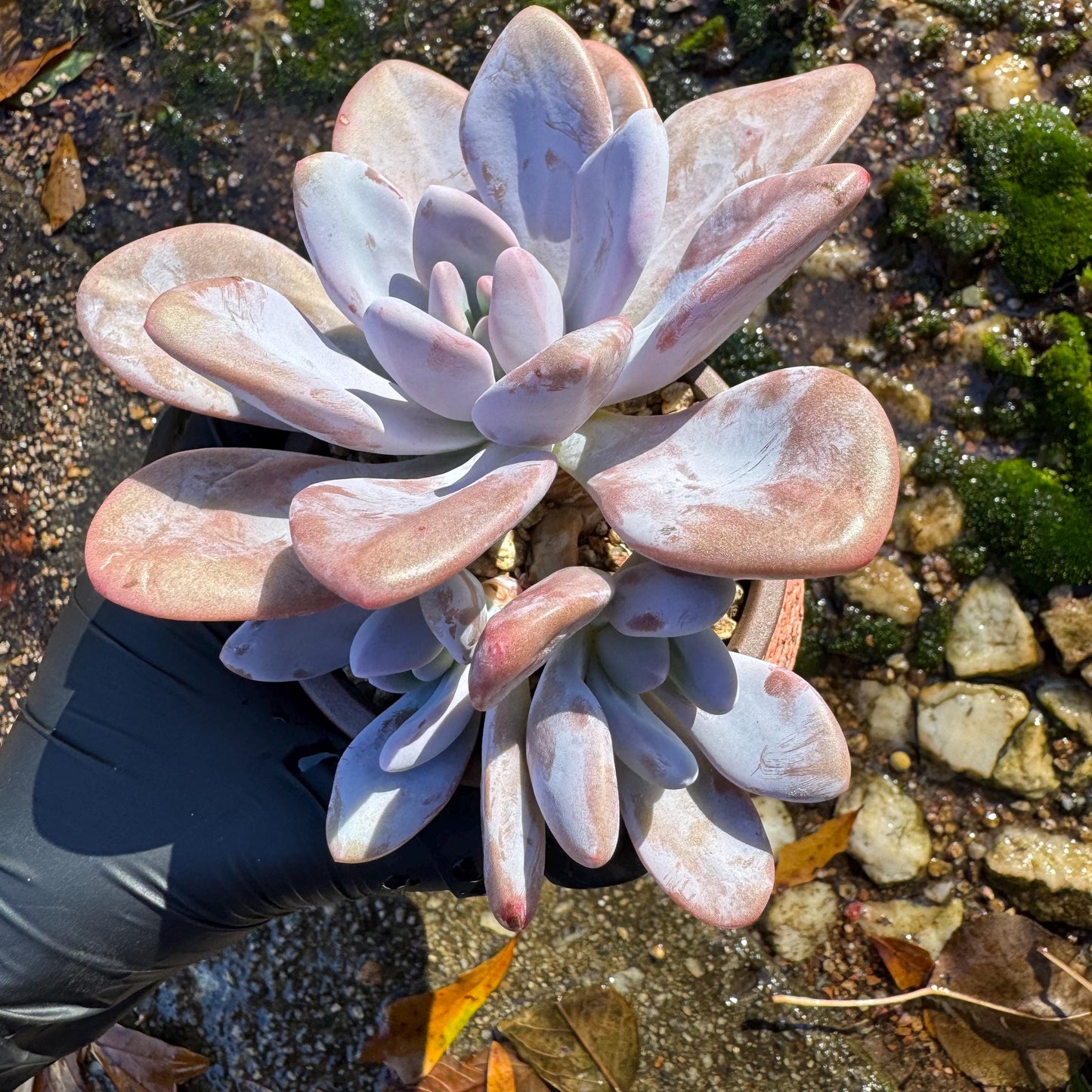 Graptoveria 'pink bunny' cluster , 3heads ,  nice color,  Bare Root, Imported Rare Succulent