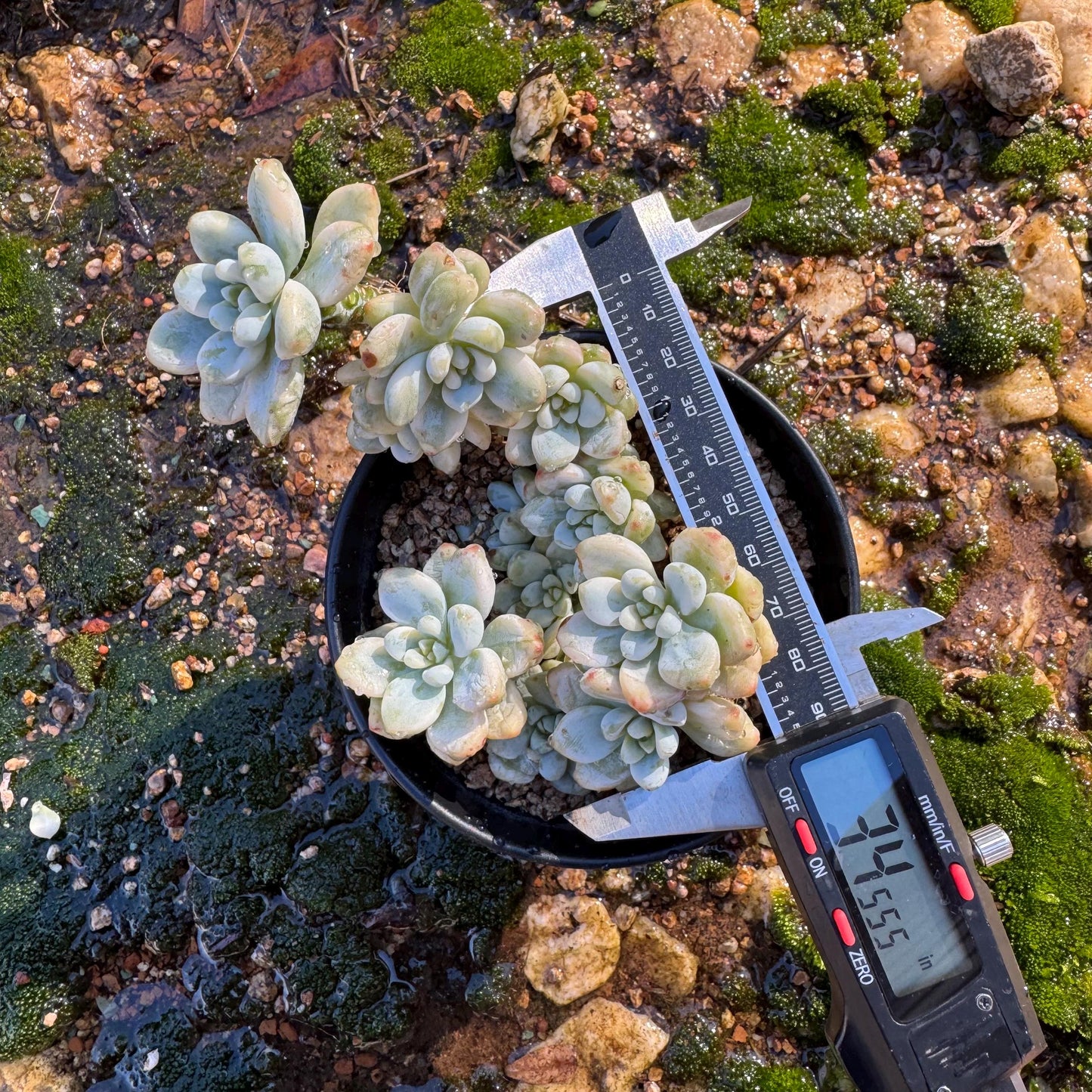 Sedum 'Clavatum Variegated' Cluster ,3.4inches,  Bare Root, Imported Rare Succulent, gift , live plant