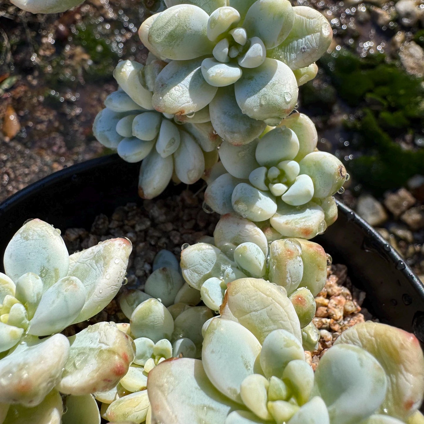 Sedum 'Clavatum Variegated' Cluster ,3.4inches,  Bare Root, Imported Rare Succulent, gift , live plant