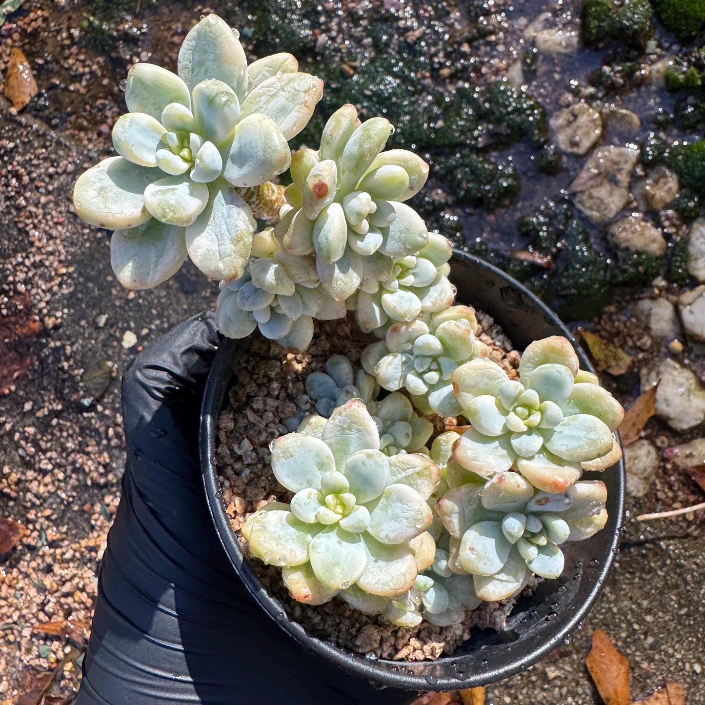 Sedum 'Clavatum Variegated' Cluster ,3.4inches,  Bare Root, Imported Rare Succulent, gift , live plant