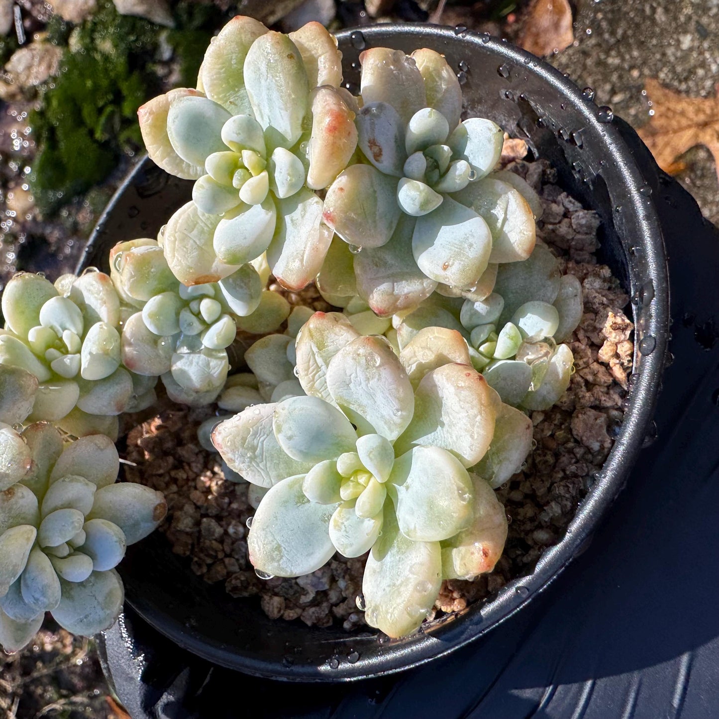 Sedum 'Clavatum Variegated' Cluster ,3.4inches,  Bare Root, Imported Rare Succulent, gift , live plant