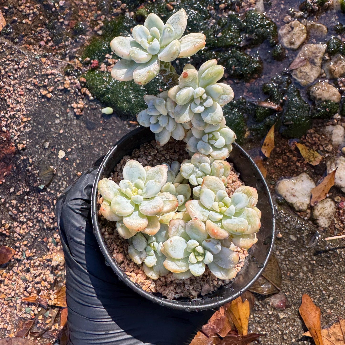 Sedum 'Clavatum Variegated' Cluster ,3.4inches,  Bare Root, Imported Rare Succulent, gift , live plant