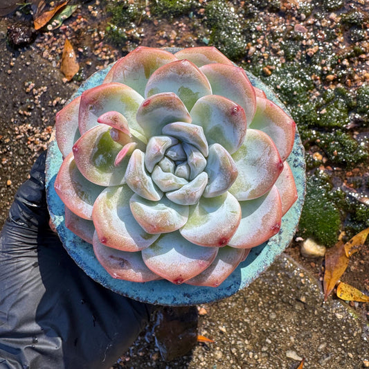 Echeveria   ' Ice Green',  single head,  3.4inches,   great quality,  Bare Root, Imported Rare Succulent, gift