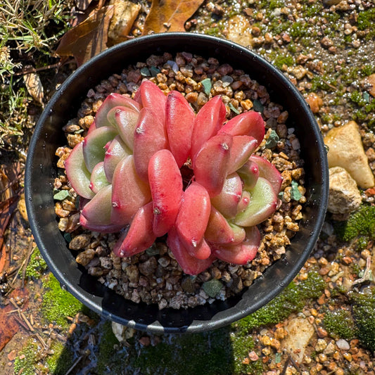 Echeveria  'Encore', 2heads,  2.7inches ,  great quality,  Bare Root, Imported Rare Succulent, gift