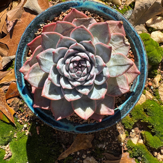 Echeveria 'blue bird' , big single head, 4.4inches, nice color, Bare Root, Imported Rare Succulent, gift