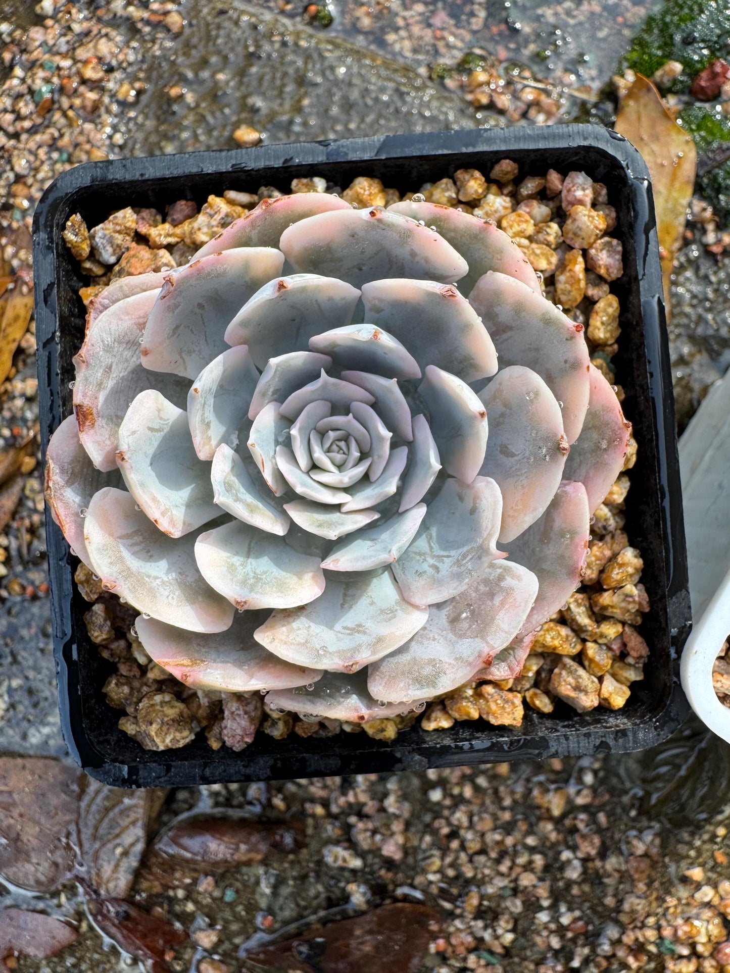 Echeveria 'Ruyonii 'variegated, small size , 2.2 inches, Bare Root, Imported Rare Succulent