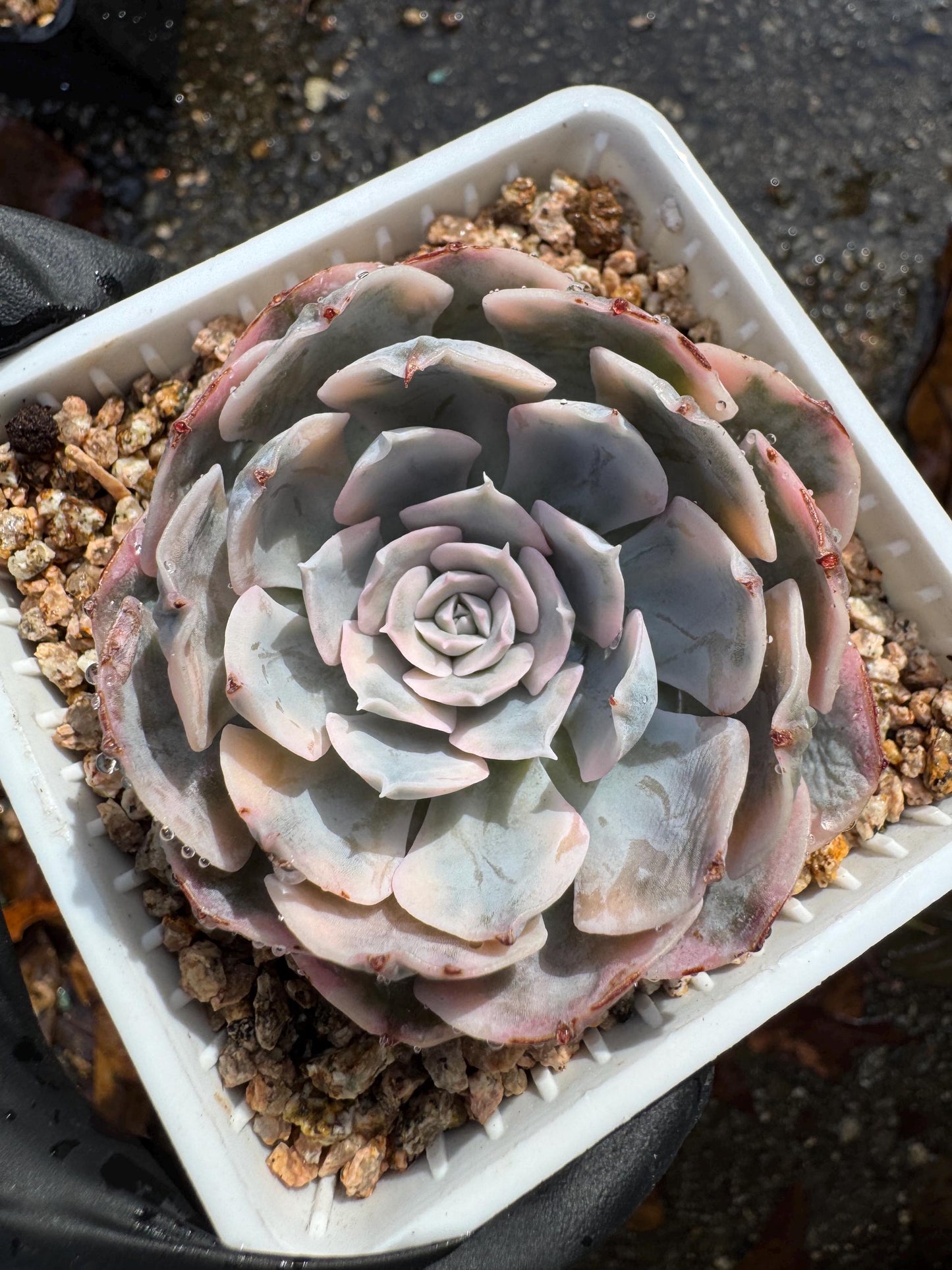 Echeveria 'Ruyonii 'variegated, small size , 2.2 inches, Bare Root, Imported Rare Succulent